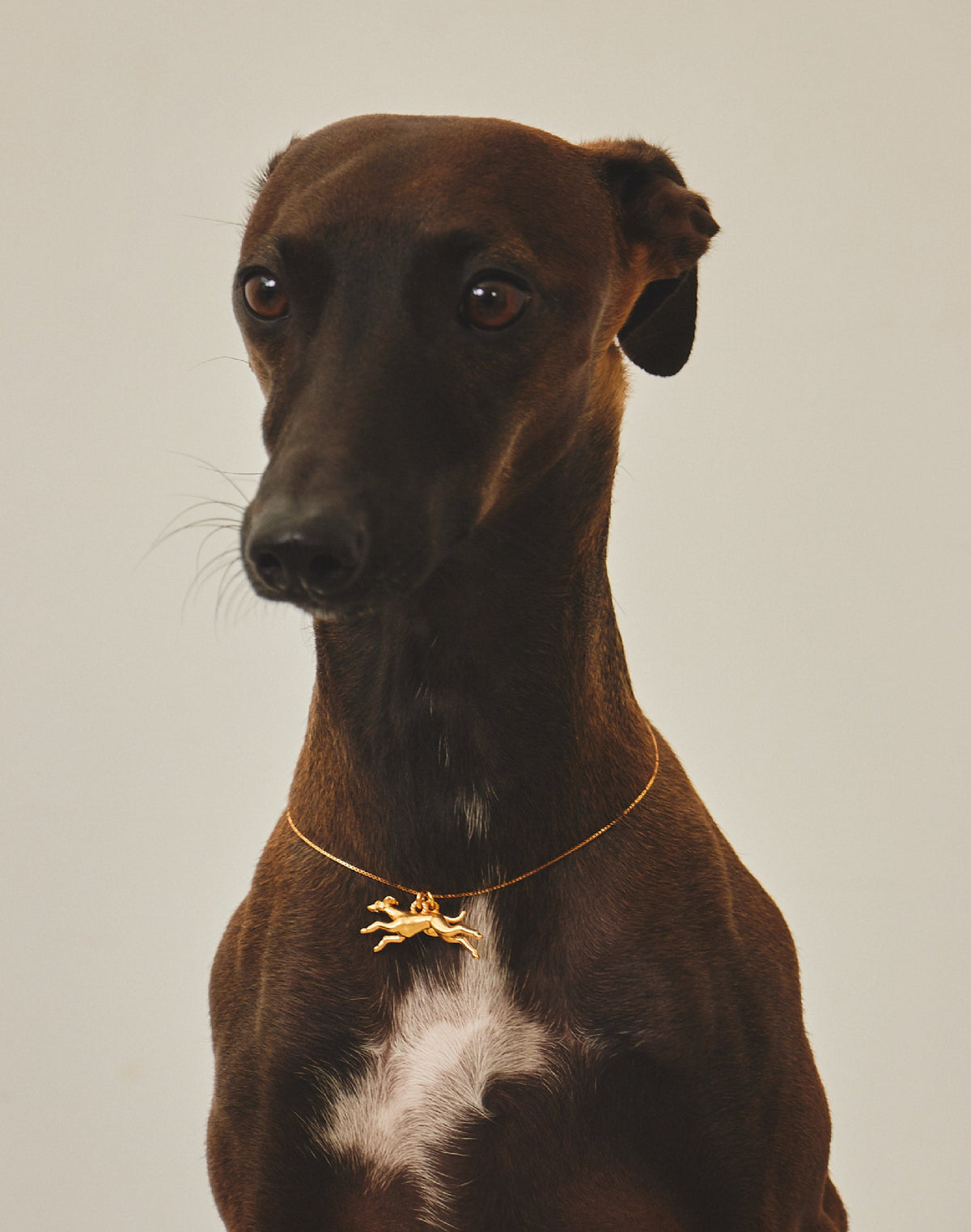 Collar Galgo