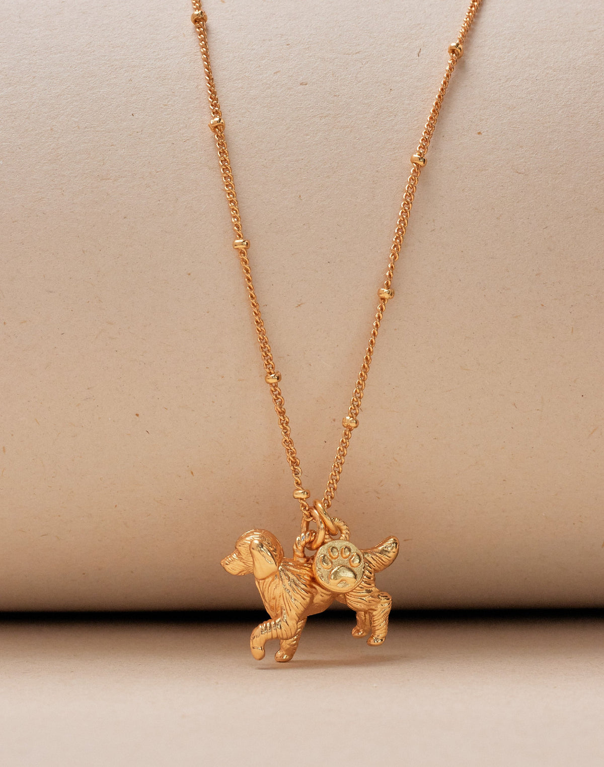 Collar Golden Retriever