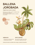 Set de 5 Aretes Mar y Selva